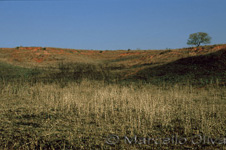 Umfolozi Nature Reserve