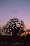 Kruger NP, Baobab