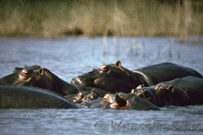 St. Lucia, Hippos, Ippopotami