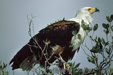 St. Lucia, Fish Eagle, Aquila di mare