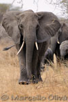 African Bush Elephant - Tarangire NP, Elefante Africano di Savana - Parco Nazionale Tarangire