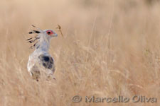 Secretary bird - Tarangire NP, Serpentario - Parco Nazionale Tarangire