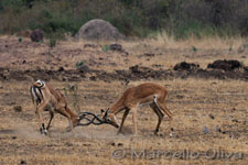 Western Impala - Tarangire NP, Impala occidentale - Parco Nazionale Tarangire