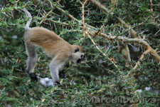 Vervet Monkey - Tarangire NP, Cercopiteco grigioverde - Parco Nazionale Tarangire