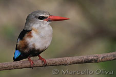 Mangrove Kingfisher - Lake Manyara, Martin Pescatore Africano delle Mangrovie - Lago Manyara