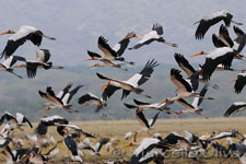 Yellow-billed Stork - Lake Manyara, Cicogna beccogiallo - Lago Manyara