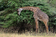 Giraffe Kenyan/Masai - Lake Manyara NP, Giraffa Masai - Lago Manyara