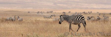Grant's zebra - Ngorongoro NP, Zebra di Grant - Cratere Ngorongoro