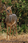 Kirk's dik-dik - Lake Manyara, Dik-dik di Kirk - Lago Manyara