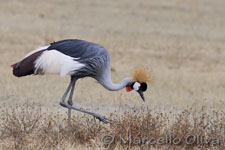 Grey crowned crane - Ngorongoro NP, Gru coronata grigia - Cratere Ngorongoro