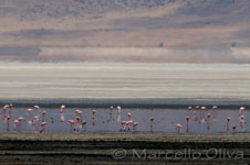 Greater Flamingo - Ngorongoro NP, Fenicottero maggiore - Cratere Ngorongoro