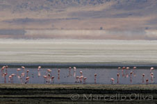 Greater Flamingo - Ngorongoro NP, Fenicottero maggiore - Cratere Ngorongoro