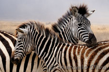 Grant's zebra - Ngorongoro NP, Zebra di Grant - Cratere Ngorongoro