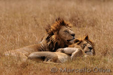 Lion, male - Ngorongoro NP, Leoni - Cratere Ngorongoro