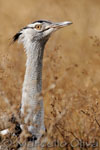 Kori bustard - Ngorongoro NP, Otarda di Kori - Cratere Ngorongoro