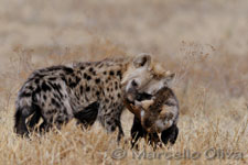 Spotted Hyena  - Ngorongoro NP, Iena maculata - Cratere Ngorongoro