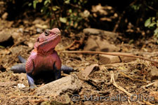 Red-headed Rock Agama - Serengeti NP, Agama comune - Parco Nazionale del Serengeti