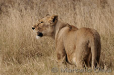 Lion, female - Serengeti NP, Leonessa - Parco Nazionale del Serengeti