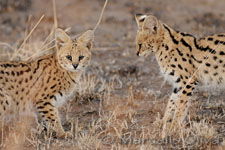 Serval - Serengeti NP, Servalo - Parco Nazionale del Serengeti