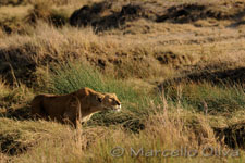 Lion, female - Serengeti NP, Leonessa - Parco Nazionale del Serengeti