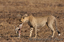 Cheetah - Serengeti NP, Ghepardo - Parco Nazionale del Serengeti