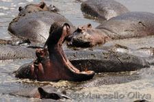 Hippopotamus - Serengeti NP, Ippopotamo - Parco Nazionale del Serengeti