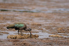 Ibis, Hadada - Serengeti NP, Ibis hadada - Parco Nazionale del Serengeti