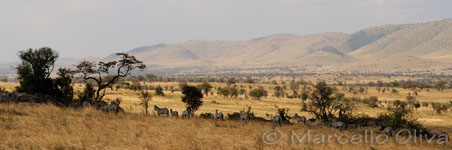 Grant's zebra - Serengeti NP, Zebra di Grant - Parco Nazionale del Serengeti