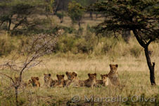 Lions - Serengeti NP, Leoni - Parco Nazionale del Serengeti
