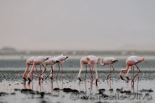 Greater Flamingo - Lake Natron, Fenicottero maggiore - Lago Natron