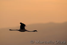 Greater Flamingo - Lake Natron, Fenicottero maggiore - Lago Natron