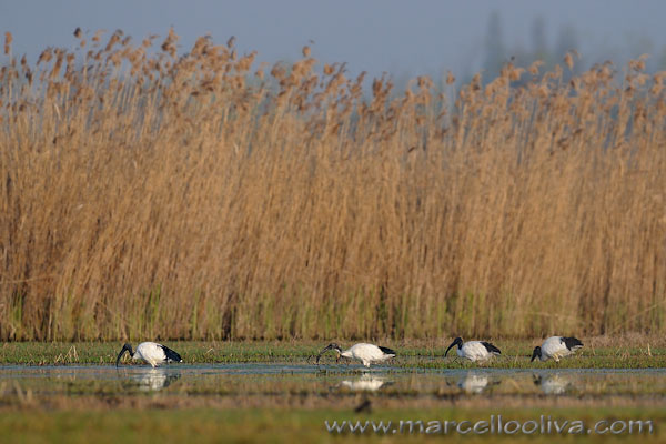 African Sacred Ibis, Ibis sacro - Threskiornis aethiopicus