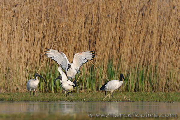 African Sacred Ibis, Ibis sacro - Threskiornis aethiopicus