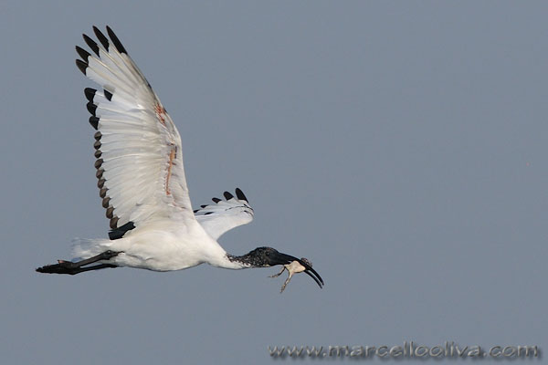 African Sacred Ibis, Ibis sacro - Threskiornis aethiopicus