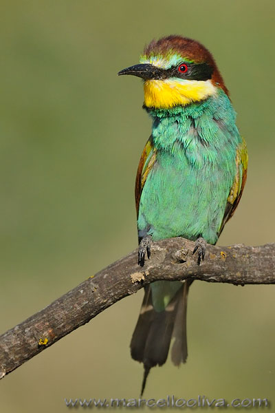European Bee-eater, Gruccione - Merops apiaster