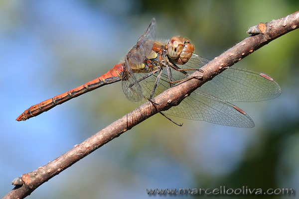 Macro