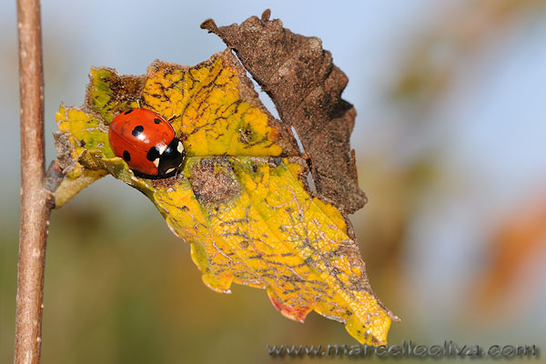 Macro