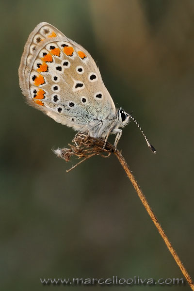 Macro