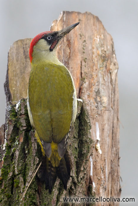 European Green Woodpecker, Picchio Verde - Picus viridis