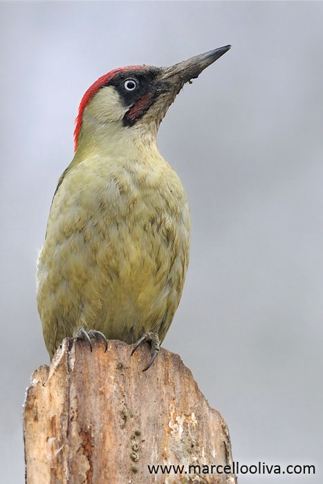 European Green Woodpecker, Picchio Verde - Picus viridis