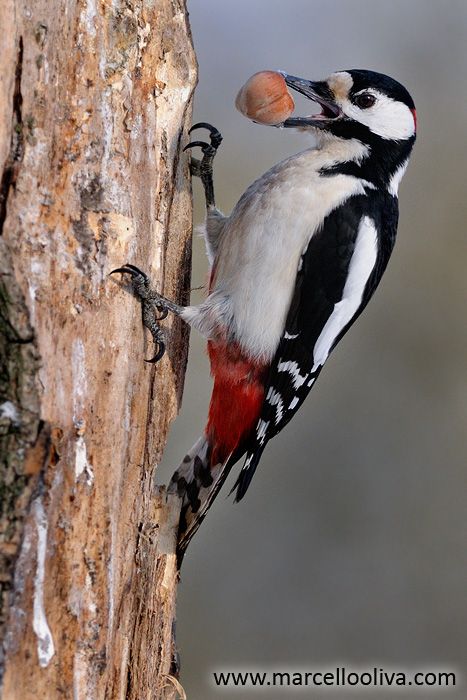 Great Spotted Woodpecker, Picchio rosso maggiore - Dendrocopos major