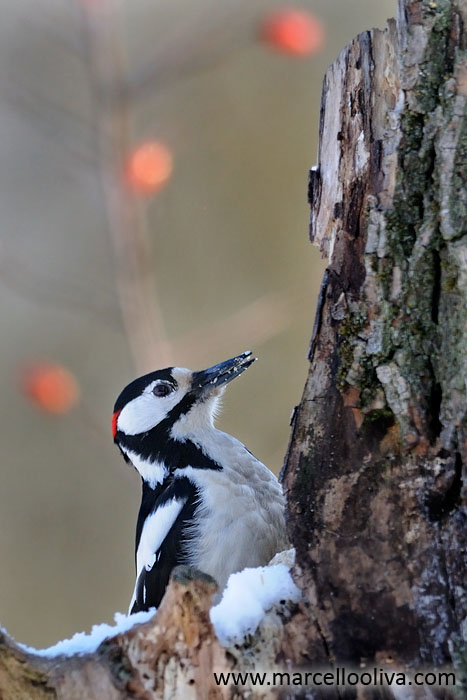 Great Spotted Woodpecker, Picchio rosso maggiore - Dendrocopos major