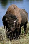 Yellowstone NP, Bison