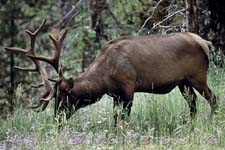 Yellowstone NP, Cervus elaphus