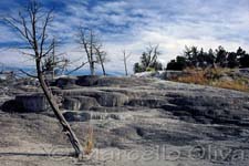 Yellowstone NP, Mammoth springs