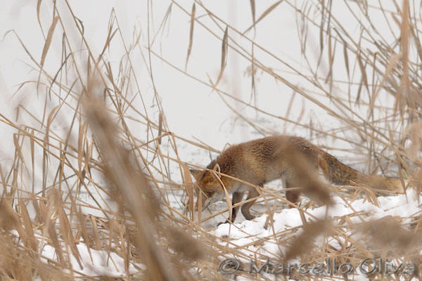 Lady female fox