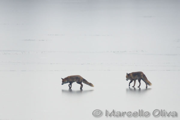 Johnny & Lady, pair of foxes