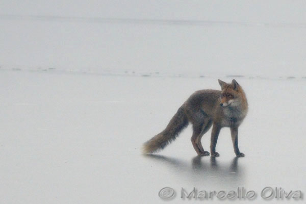 Johnny, male fox