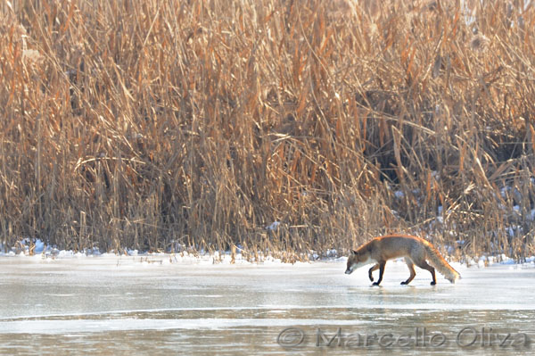 Johnny, male fox