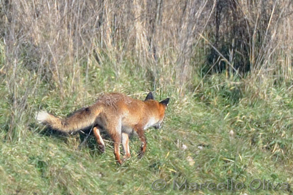 Lady, female fox injured